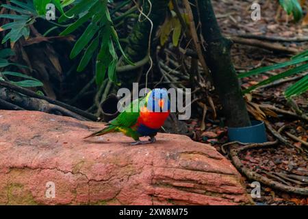 Ein farbenfroher Regenbogenlorikeet auf einem Felsen, umgeben von üppig grünem Laub. Der Vogel hat ein leuchtendes blaues, grünes, gelbes und rotes Gefieder Stockfoto