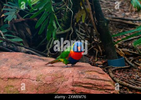 Ein farbenfroher Vogel auf einem Felsen in einer üppigen, grünen Umgebung. Der Vogel hat ein leuchtendes blaues, grünes und rotes Gefieder, umgeben von tropischem Laub Stockfoto