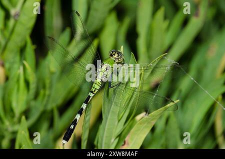 Östlichen Pondhawk, Erythemis simplicicollis, Weiblich Stockfoto