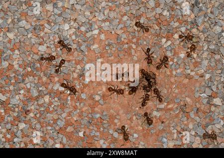 Rote Harvester Ameisen, Pogonomyrmex barbatus, im Nest Stockfoto