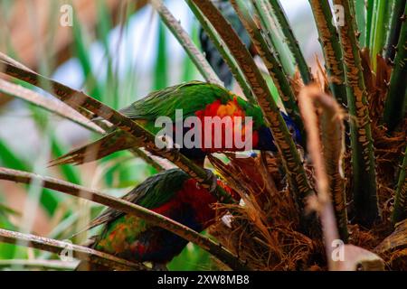 Zwei farbenfrohe Papageien, die sich zwischen den Blättern einer Palme tummeln, zeigen leuchtende grüne, rote und blaue Federn. Die Szene fängt das üppige Grün ein Stockfoto