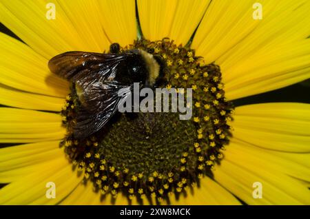 Amerikanische Bumble Bee, Bombus pensylvanicus, Nahrungssuche auf gewöhnlicher Sonnenblume, Helianthus annuus Stockfoto