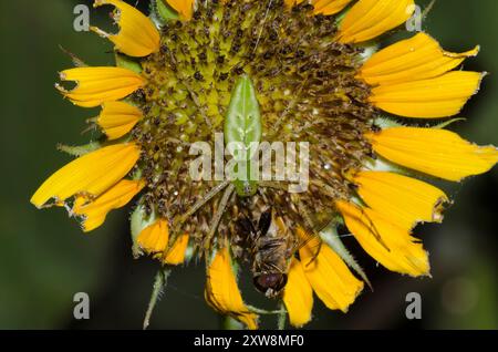 Grüne Lynx-Spinne, Peucetia viridans, mit Schwebefliege, Palpada sp., Beute auf gewöhnliche Sonnenblume, Helianthus annuus Stockfoto