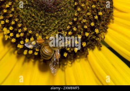 Honigbiene, APIs mellifera, auf der Suche nach Sonnenblumen, Helianthus annuus Stockfoto