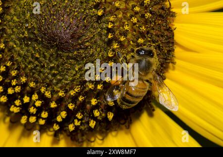 Honigbiene, APIs mellifera, auf der Suche nach Sonnenblumen, Helianthus annuus Stockfoto