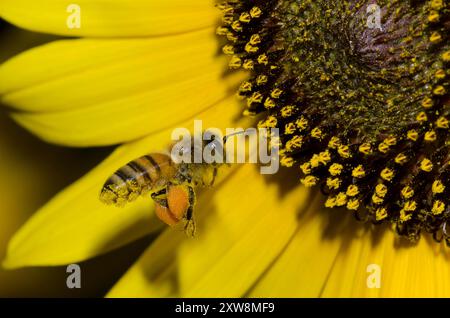 Honigbiene, APIs mellifera, Reiben und Füllen von Pollensäcken, während sie über gewöhnliche Sonnenblume, Helianthus annuus, schweben Stockfoto