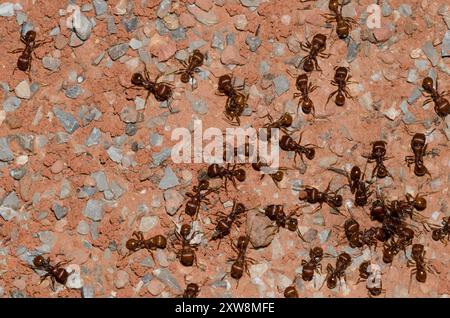 Rote Harvester Ameisen, Pogonomyrmex barbatus, im Nest Stockfoto