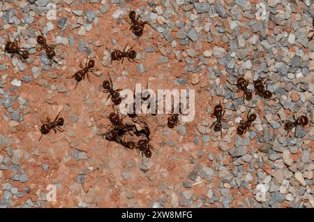 Rote Harvester Ameisen, Pogonomyrmex barbatus, im Nest Stockfoto