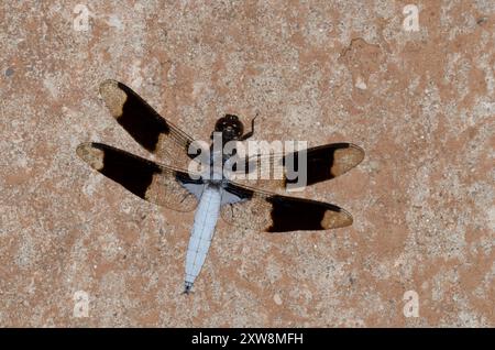 Gemeinsame Whitetail, Plathemis Lydia, männlich Stockfoto