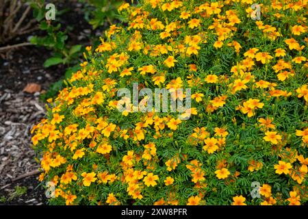 Tagetes tenuifolia blüht im Spätsommer in einem Gemüsegarten. Eine jährliche Pflanze, die nützlich sein kann, um bestäubende Insekten anzulocken. Stockfoto