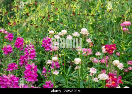 Mischung aus sommerblühenden einjährigen Einjährigen einschließlich Antirhinum, Helichrysum und Nicotiana, alles in voller Blüte. Stockfoto