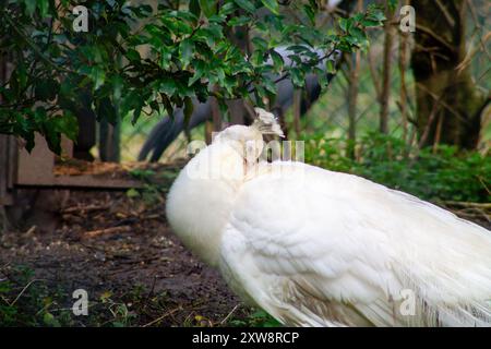 Ein weißer Pfau, der seine Federn in einer natürlichen Umgebung weicht, umgeben von Grün. Das elegante Gefieder des Vogels steht im Kontrast zu dem üppigen Hintergrund, Sho Stockfoto