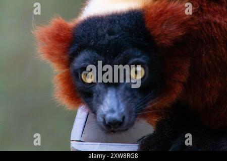 Eine Nahaufnahme eines Lemuren mit auffälligen gelben Augen und einem markanten schwarz-orangen Fellmuster. Das Tier erscheint neugierig und ist teilweise verborgen Stockfoto