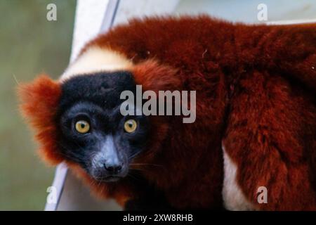 Eine Nahaufnahme eines roten und schwarzen Lemuren mit auffälligen gelben Augen, die sein einzigartiges Fellmuster und Gesichtszüge zeigen. Stockfoto