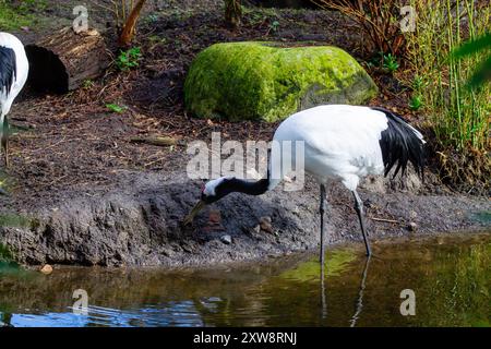 Ein anmutiger Kran, der am Wasserrand steht, mit einem üppigen grünen Hintergrund. Der Vogel hat ein markantes schwarz-weißes Gefieder und eine rote Krone auf dem Kopf Stockfoto