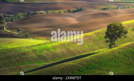 Einsamer Baum auf den Hügeln des Val d'Orcia und die letzten Lichter des Sonnenuntergangs. Toskana, Italien Stockfoto