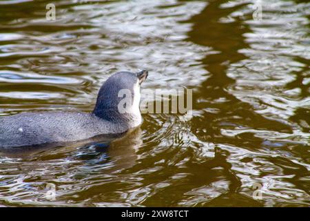 Ein Pinguin, der in einem Gewässer schwimmt, mit Wellen, die das Licht auf der Oberfläche reflektieren. Stockfoto