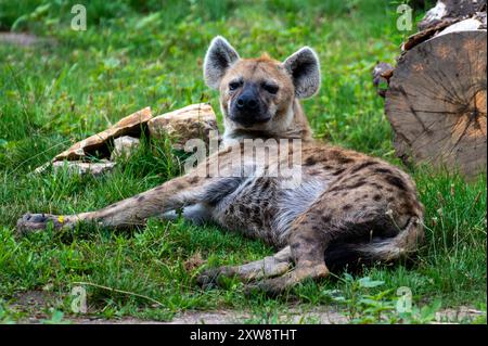 Ein Nahaufnahme-Porträt einer gefleckten Hyäne, die im grünen Gras liegt Stockfoto