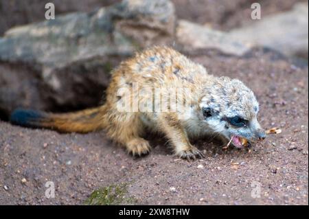 Ein junger Erdmännchen frisst ein Insekt Stockfoto