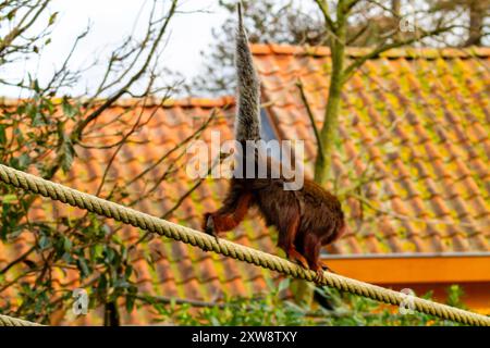 Ein Eichhörnchen, das auf einem Seil läuft, mit einem verschwommenen Hintergrund aus orange gekachelten Dächern und Grün. Der Fokus liegt auf dem buschigen Schwanz des Eichhörnchens und den wendigen Pos Stockfoto