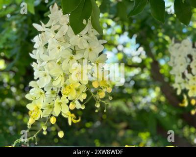 Gelbe Akazienblüten im National Botanical Garden auf Kauai Stockfoto