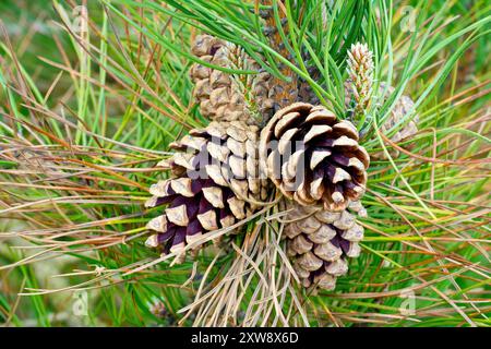 Schwarzkiefer (pinus nigra), aus nächster Nähe zeigt eine Gruppe reifer Kegel, die am Baum hängen, deren Schuppen sich öffnen, um ihre Samen freizusetzen. Stockfoto