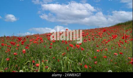 Panorama-Frühlingslandschaft mit roter Mohnanemone. Bewölkter Tag. Frühlingsruhe in der Natur Stockfoto