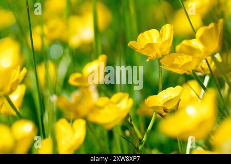 Wiese Buttercup (Ranunkulus acris), Nahaufnahme mit Fokus auf eine einzelne gelbe Blume, die unter vielen anderen in der Frühlingssonne wächst. Stockfoto