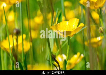 Wiese Buttercup (Ranunkulus acris), Nahaufnahme mit Fokus auf eine einzelne gelbe Blume, die unter vielen anderen in der Frühlingssonne wächst. Stockfoto