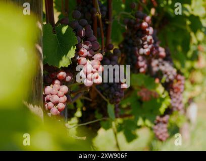 Reife Weintrauben hängen an der Rebe in Traubenblättern. Nahaufnahme einer Gruppe von roten blauen Trauben, die im Weinberg angebaut werden. Die Herbsternte der Trauben. Traubenanbau f Stockfoto