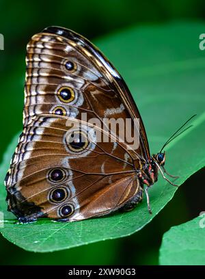 Blue Morpho (Morpho peleides) mit geschlossenen Flügeln Stockfoto