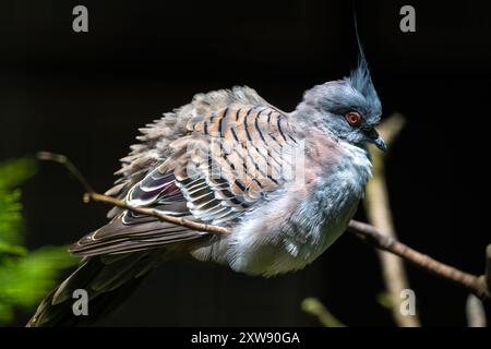 Hochkuppeltaube (Ocyphaps lophotes) Stockfoto