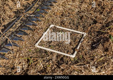 Prüfung auf Sojabohnen auf dem Boden nach der Ernte. Sojabohnenverlust, Ernteverlust und Mähdreschereinstellungen und Wartungskonzept. Stockfoto