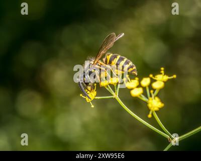 Nahaufnahme einer Wespe, die auf einer wilden gelben Blume sitzt Stockfoto