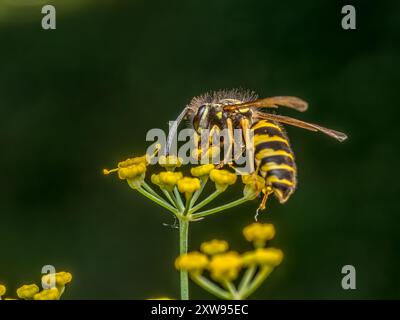 Nahaufnahme einer Wespe, die auf einer wilden gelben Blume sitzt Stockfoto
