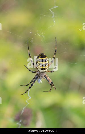 Eine Wasp Spider Argiope bruennichi in typischer Webpose, die auf Beutegegenstände wartet, North Norfolk, Großbritannien Stockfoto