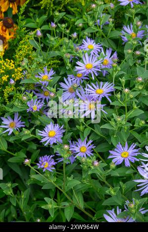 Aster Frikartii Mönch, ein ausdauernder Aster mit blassblauen Blüten im Spätsommer. Stockfoto