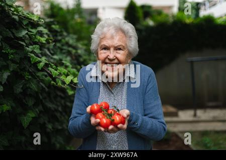 Stolze ältere Frau zeigt ihre eigene Tomatenernte. Sie hält reife rote Tomaten in den Händen, frisch aus dem Garten geerntet. Stockfoto