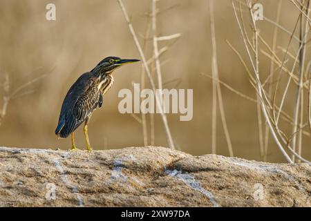 Streifenreiher - Butorides striata auch Mangrovenreiher, kleiner Reiher oder Grünreiher, nicht wandernd, Zucht in den Tropen der Alten Welt von Westen Stockfoto