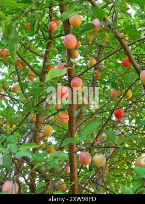 Kirschpflaumenbaum mit vielen reifenden Früchten auf Zweigen und Zweigen im August, Nahaufnahme Stockfoto