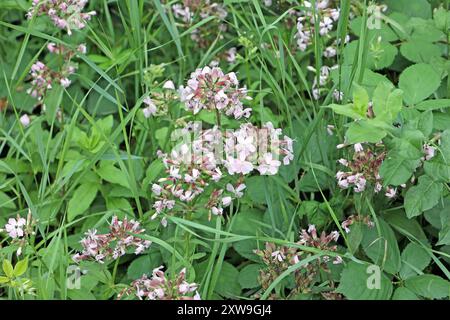 Wildkräuter in der Landschaft das gewöhnliche Seifenkraut zur Blütezeit im Sommer *** Wilde Kräuter in der Landschaft das gewöhnliche seifenkraut in Blüte im Sommer Stockfoto