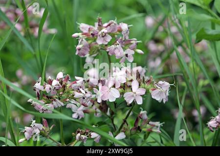 Wildkräuter in der Landschaft das gewöhnliche Seifenkraut zur Blütezeit im Sommer *** Wilde Kräuter in der Landschaft das gewöhnliche seifenkraut in Blüte im Sommer Stockfoto