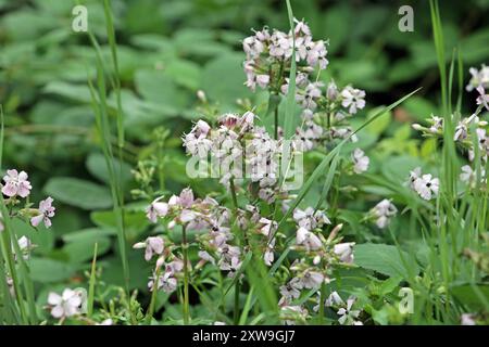 Wildkräuter in der Landschaft das gewöhnliche Seifenkraut zur Blütezeit im Sommer *** Wilde Kräuter in der Landschaft das gewöhnliche seifenkraut in Blüte im Sommer Stockfoto