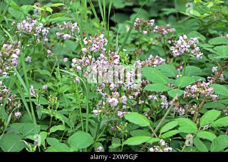 Wildkräuter in der Landschaft das gewöhnliche Seifenkraut zur Blütezeit im Sommer *** Wilde Kräuter in der Landschaft das gewöhnliche seifenkraut in Blüte im Sommer Stockfoto