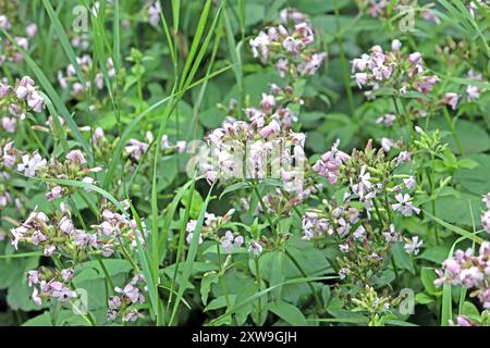 Wildkräuter in der Landschaft das gewöhnliche Seifenkraut zur Blütezeit im Sommer *** Wilde Kräuter in der Landschaft das gewöhnliche seifenkraut in Blüte im Sommer Stockfoto