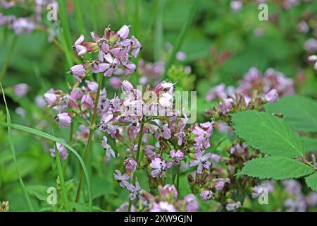 Wildkräuter in der Landschaft das gewöhnliche Seifenkraut zur Blütezeit im Sommer *** Wilde Kräuter in der Landschaft das gewöhnliche seifenkraut in Blüte im Sommer Stockfoto