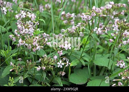 Wildkräuter in der Landschaft das gewöhnliche Seifenkraut zur Blütezeit im Sommer *** Wilde Kräuter in der Landschaft das gewöhnliche seifenkraut in Blüte im Sommer Stockfoto