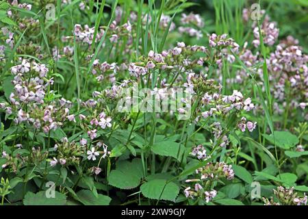 Wildkräuter in der Landschaft das gewöhnliche Seifenkraut zur Blütezeit im Sommer *** Wilde Kräuter in der Landschaft das gewöhnliche seifenkraut in Blüte im Sommer Stockfoto