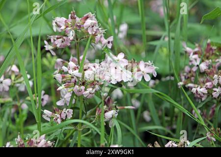 Wildkräuter in der Landschaft das gewöhnliche Seifenkraut zur Blütezeit im Sommer *** Wilde Kräuter in der Landschaft das gewöhnliche seifenkraut in Blüte im Sommer Stockfoto