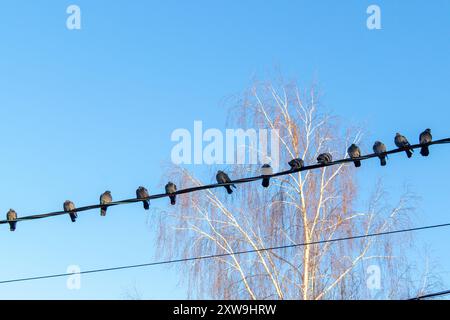 Viele Tauben sitzen in einer Reihe auf Drähten Stockfoto